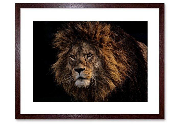 Lion Predator Dangerous Mane Big Cat Male Zoo